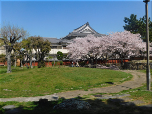 二見横河公園 桜